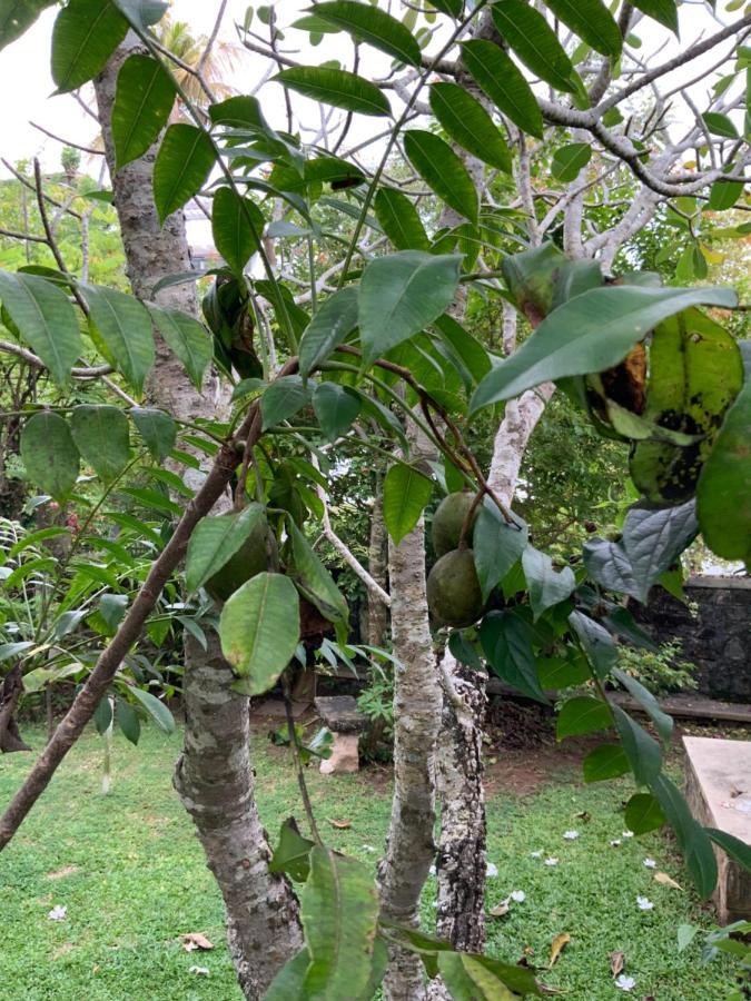 Lali Villa & Fruit Garden Galle Esterno foto