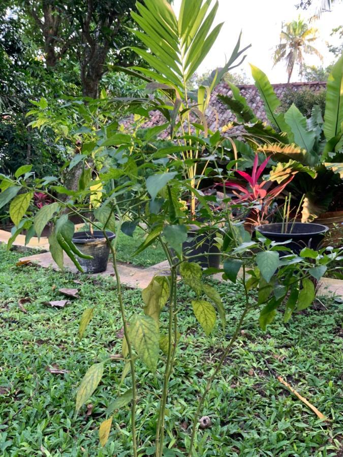Lali Villa & Fruit Garden Galle Esterno foto