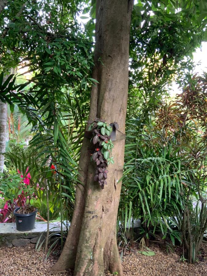 Lali Villa & Fruit Garden Galle Esterno foto